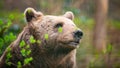 Brown bear in the forest, wildlife in the woodland, portrait of a grizzly, encounter with predator, animal in nature Royalty Free Stock Photo