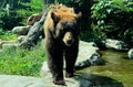 Brown bear front view walking river side