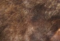 Brown bear fur texture Royalty Free Stock Photo