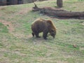 Brown bear grazeing Royalty Free Stock Photo
