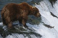 Brown Bear grizzly bear looking at salmon Katmai National Park Alaska USA. Royalty Free Stock Photo