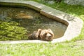 Brown bear grizzly sun bathing Royalty Free Stock Photo