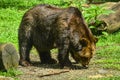 Brown bear on the ground in the morning