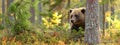 Brown bear head in a forest