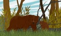 A brown bear and her cub walk through a forest with tall green grass. Realistic Vector Royalty Free Stock Photo