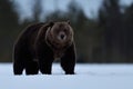 Big brown bear after hibernation on snow Royalty Free Stock Photo