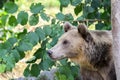 Brown bear hides and peeps watchfully behind a tree Royalty Free Stock Photo