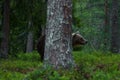 Brown bear hiding behind the tree Royalty Free Stock Photo