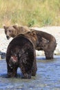 Brown bear with hind injury from fighting