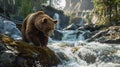 Brown bear during hunting for salmon in mountain river in summer, wild grizzly animal on green trees and water background. Concept