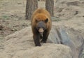 Brown Bear Royalty Free Stock Photo