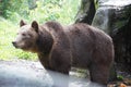 Brown bear at Indonesia