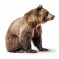 Contemplative Absurdity: A Brown Bear In Bjarke Ingels Style Royalty Free Stock Photo