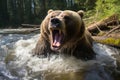 a brown bear with its mouth open in the water Royalty Free Stock Photo