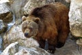 Brown bear Royalty Free Stock Photo