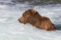 Brown Bear Jacuzzi