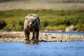 Brown bear in Katmai National Park