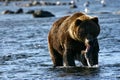 Brown bear on kodiak island Royalty Free Stock Photo