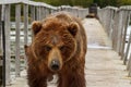 Brown bear Royalty Free Stock Photo