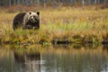 Brown bear in Kuusamo, Lapland, Finland Royalty Free Stock Photo