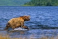 Brown Bear in Lake Royalty Free Stock Photo