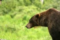 Brown Bear