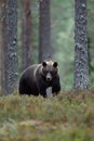 Brown bear in the late evening forest scenery