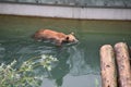Brown bear, in Latin called Ursus arctos, swimming in water canal in bear park in Bern, Switzerland.