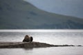 Brown bear laying on the lake