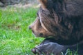 a brown bear laying on top of a lush green field of grass next to a forest filled with trees