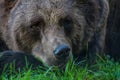 a brown bear laying on top of a lush green field of grass next to a forest filled with trees