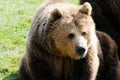 Brown bear Royalty Free Stock Photo