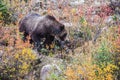 The brown bear looking for acorns Royalty Free Stock Photo