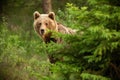 Brown bear looking from behind the tree in spring nature