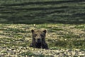 Bear look in Katmai Royalty Free Stock Photo