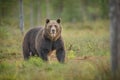 Brown bear looking directly at the camera Royalty Free Stock Photo
