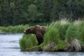 Brown bear looking for salmon Royalty Free Stock Photo