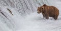 Brown Bear Looking At Salmon Jumping up the Falls Royalty Free Stock Photo