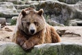 Brown bear looking at you