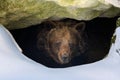 Brown bear looks out of its den in the woods under a large rock in winter Royalty Free Stock Photo