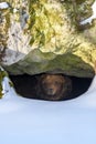 Brown bear looks out of its den in the woods under a large rock in winter Royalty Free Stock Photo