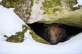 Brown bear looks out of its den in the woods under a large rock in winter