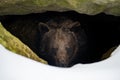 Brown bear looks out of its den in the woods under a large rock in winter Royalty Free Stock Photo