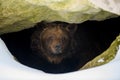 Brown bear looks out of its den in the woods under a large rock in winter Royalty Free Stock Photo