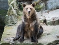 Brown bear looks into your eyes Royalty Free Stock Photo