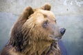 Brown bear lover of honey Royalty Free Stock Photo