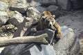 Brown bear lying on a stone