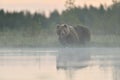 Brown bear in the misty scenery at summer night