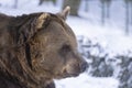 Close up portrait of a big brown bear. Portrait of a bear from profile.Ursus arctos
