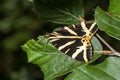 Brown bear moth sits on a green beech leaf Royalty Free Stock Photo